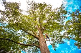 Best Storm Damage Tree Cleanup  in Rancho Santa Fe, CA