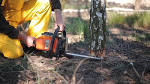 Best Lawn Renovation and Restoration  in Rancho Santa Fe, CA