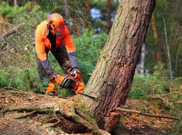 How Our Tree Care Process Works  in  Rancho Santa Fe, CA