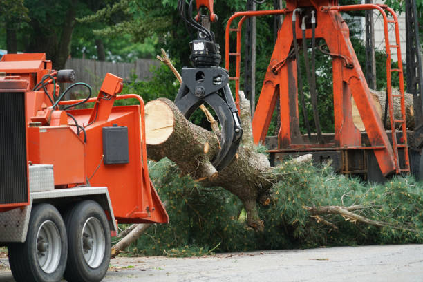 Rancho Santa Fe, CA Tree Removal Company