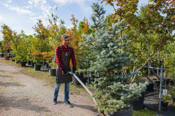 Best Fruit Tree Pruning  in Rancho Santa Fe, CA